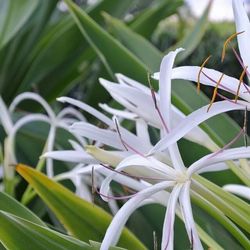 Close-up of flowers