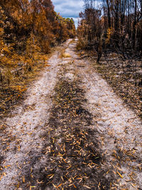 Dirt road amidst autumn trees against sky