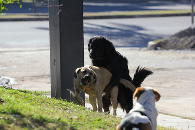 View of a dog on land