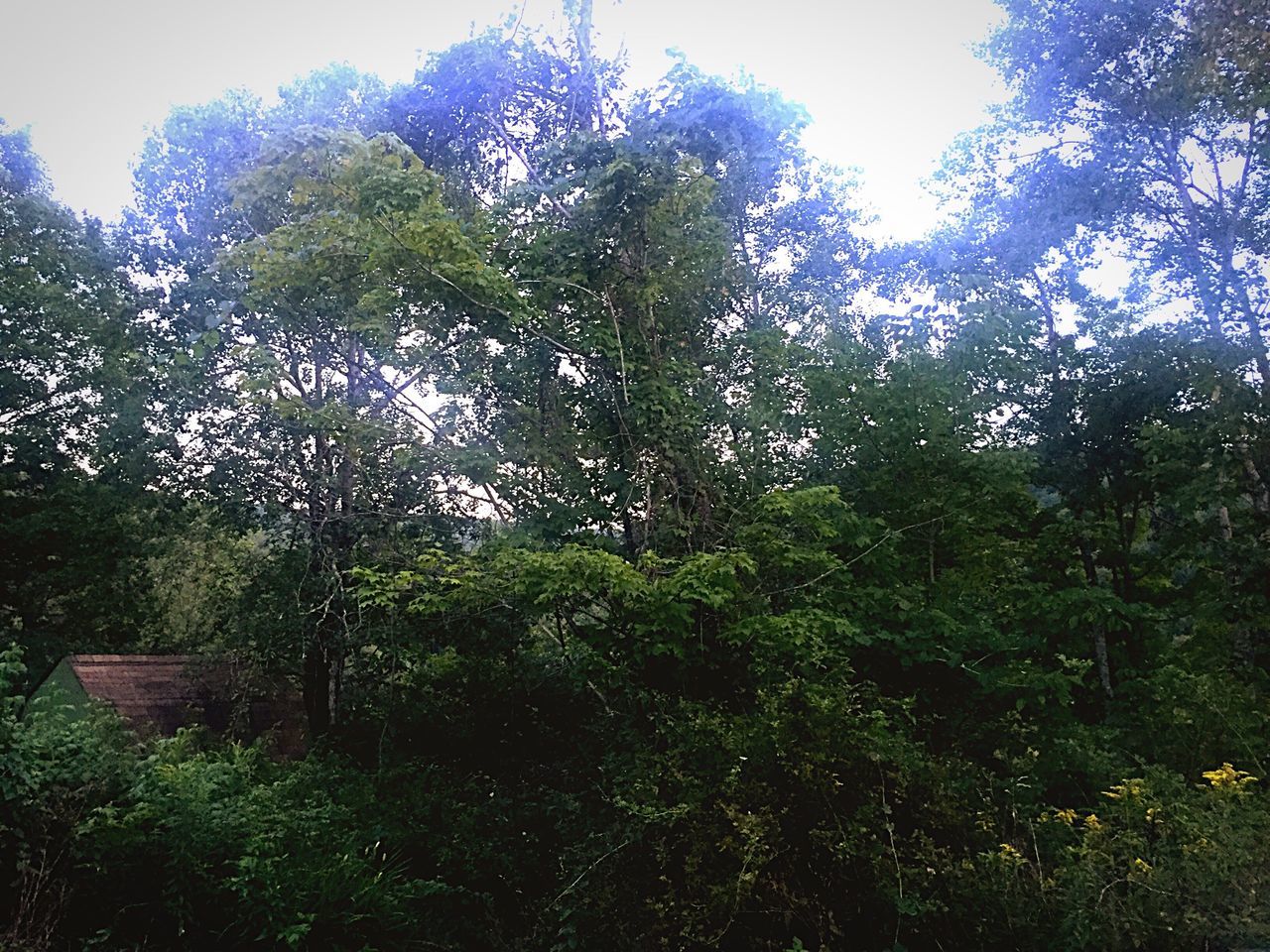 tree, growth, nature, green color, tranquility, beauty in nature, green, branch, scenics, tranquil scene, day, blue, non-urban scene, lush foliage, outdoors, sky, solitude, growing, no people