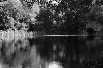 Scenic view of lake in forest