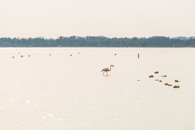 Birds in a lake