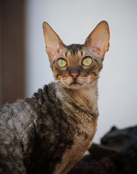 Close-up of cat looking away outdoors