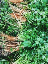 Full frame shot of fresh vegetables