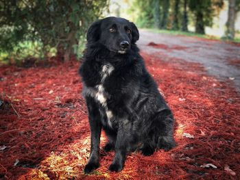 Black dog in the forest sitting in red pine needles