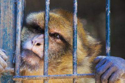 Close-up of monkey in cage at zoo