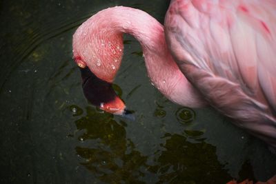 Close-up of duck swimming in lake