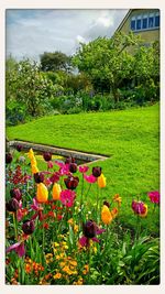 Plants growing on field