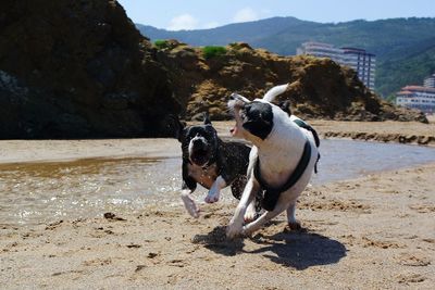 Dog on beach