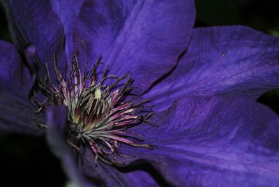 Close-up of purple flower head