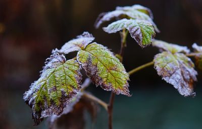 Close-up of frozen plant