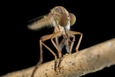 Mini robberfly with prey