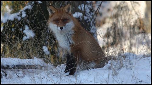 View of an animal on field