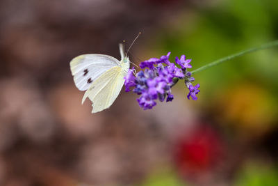 Close-up of butterfly pollinating on purple flower