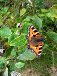 Close-up of butterfly on plant