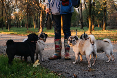 Dog walking. professional dog walker walking dogs in autumn sunset park. walking the pack