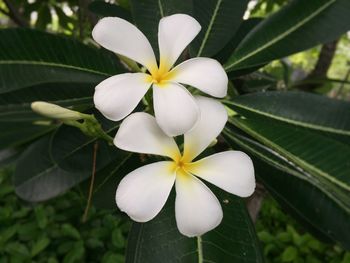 Close-up of white flowers