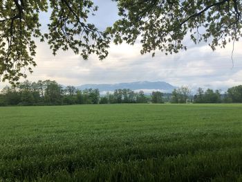 Scenic view of field against sky