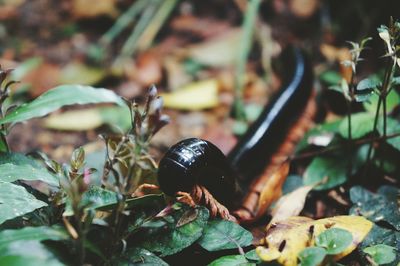 Close-up of millipede on field