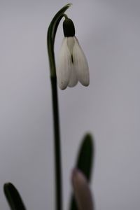 Close-up of flowering plant against clear sky