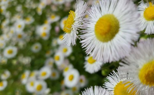 Close-up of white dandelion