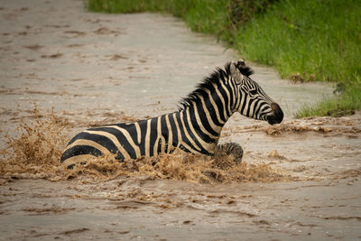 Plains zebra splashes across river towards bank