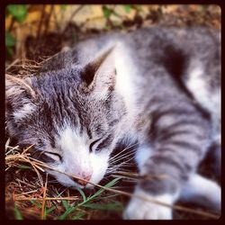 Close-up of cat