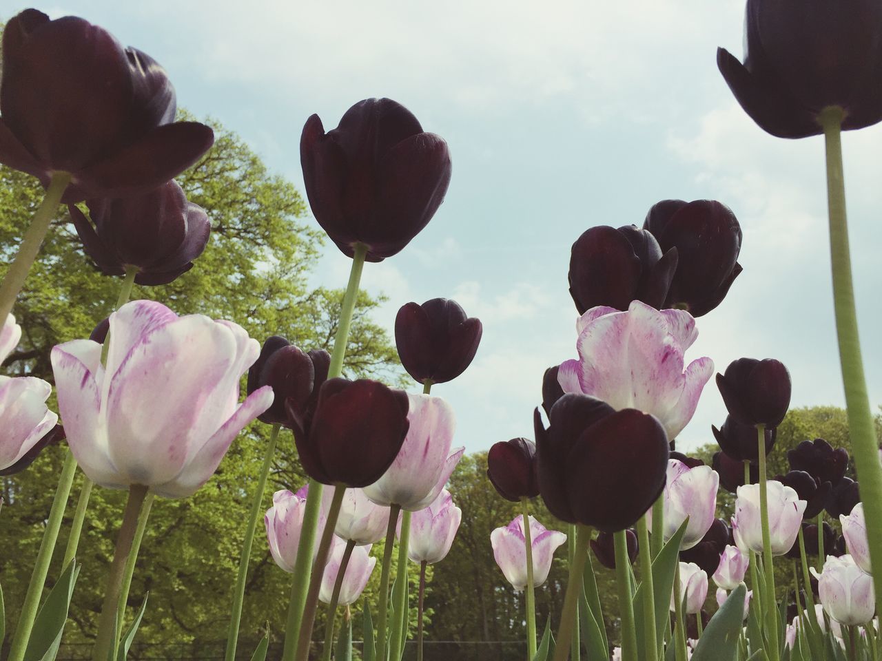 flower, freshness, growth, petal, fragility, beauty in nature, flower head, nature, plant, blooming, sky, field, tulip, pink color, stem, park - man made space, day, outdoors, close-up, in bloom