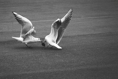 Birds flying over white background