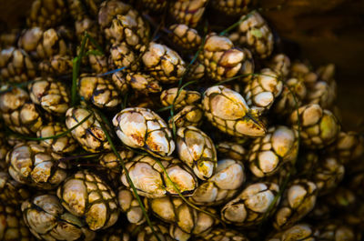 Full frame shot of barnacles