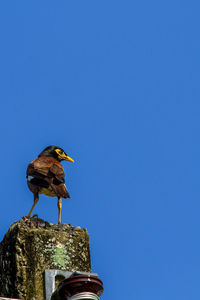 bird