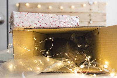 Illuminated christmas lights in box
