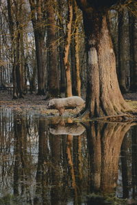 Tree trunk by lake in forest