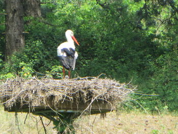 Gray heron perching on tree