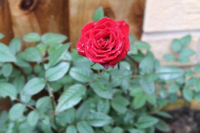 Close-up of red rose