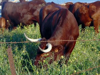 Close-up of cow grazing on field