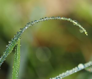 Close-up of wet plant