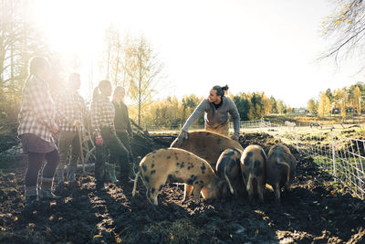 Multi-ethnic male and female farmers with pigs at organic farm
