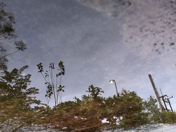 Low angle view of trees against sky