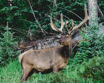 Side view of a reindeer against plants