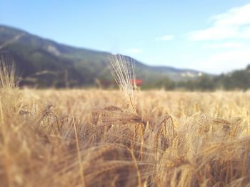 Crop growing in field