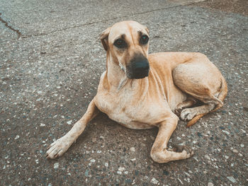 High angle view of dog