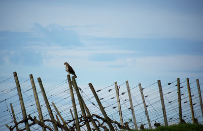 Low angle view of fence against sky