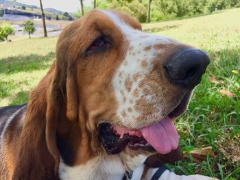 Close-up of a dog head on field looking away 