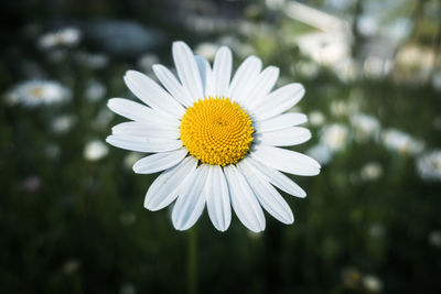 Close-up of white daisy flower