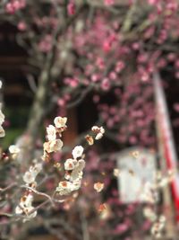 Close-up of flowers against blurred background