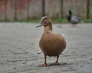 Close-up of a bird