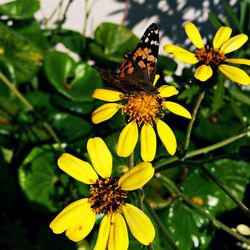 Close-up of honey bee on yellow flower