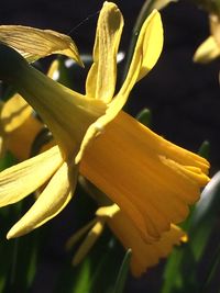Close-up of day lily