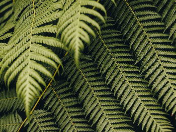 Detail shot of ferns in scotland